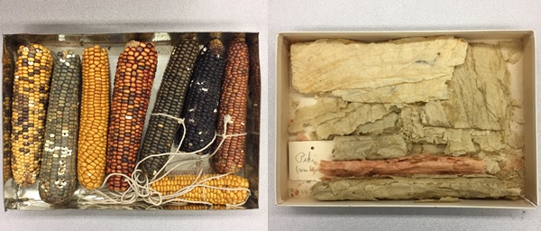 Left: Samples of maize/corn, right: Peki 