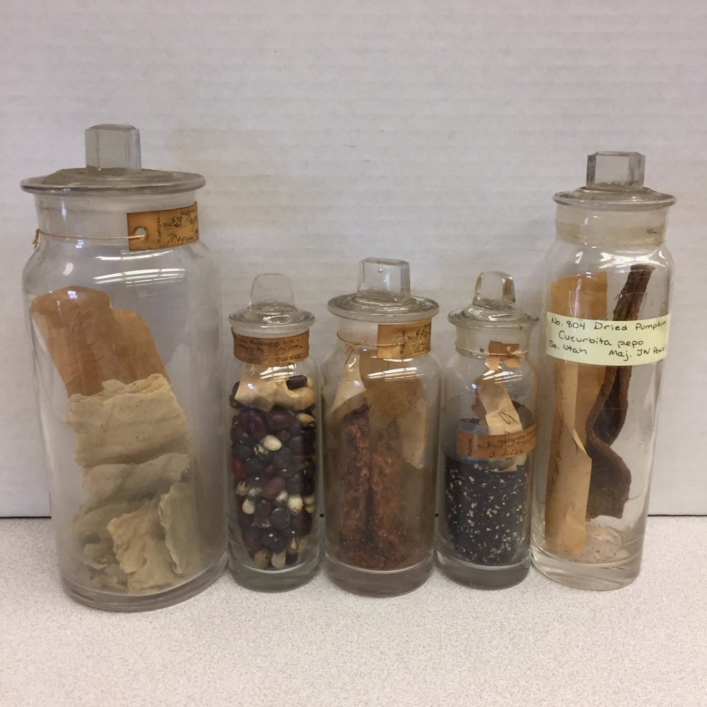 (Samples pictured from left to right) “wafer bread,” “beans,” “service berries (also known as sugarplum),” “amanranthus albus (seeds),” and “dried pumpkin, cucurbita pepo”