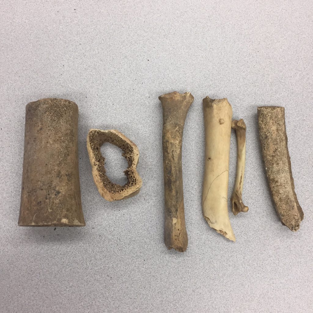 Pieces of cut (butchered) bone from the Fell Site.